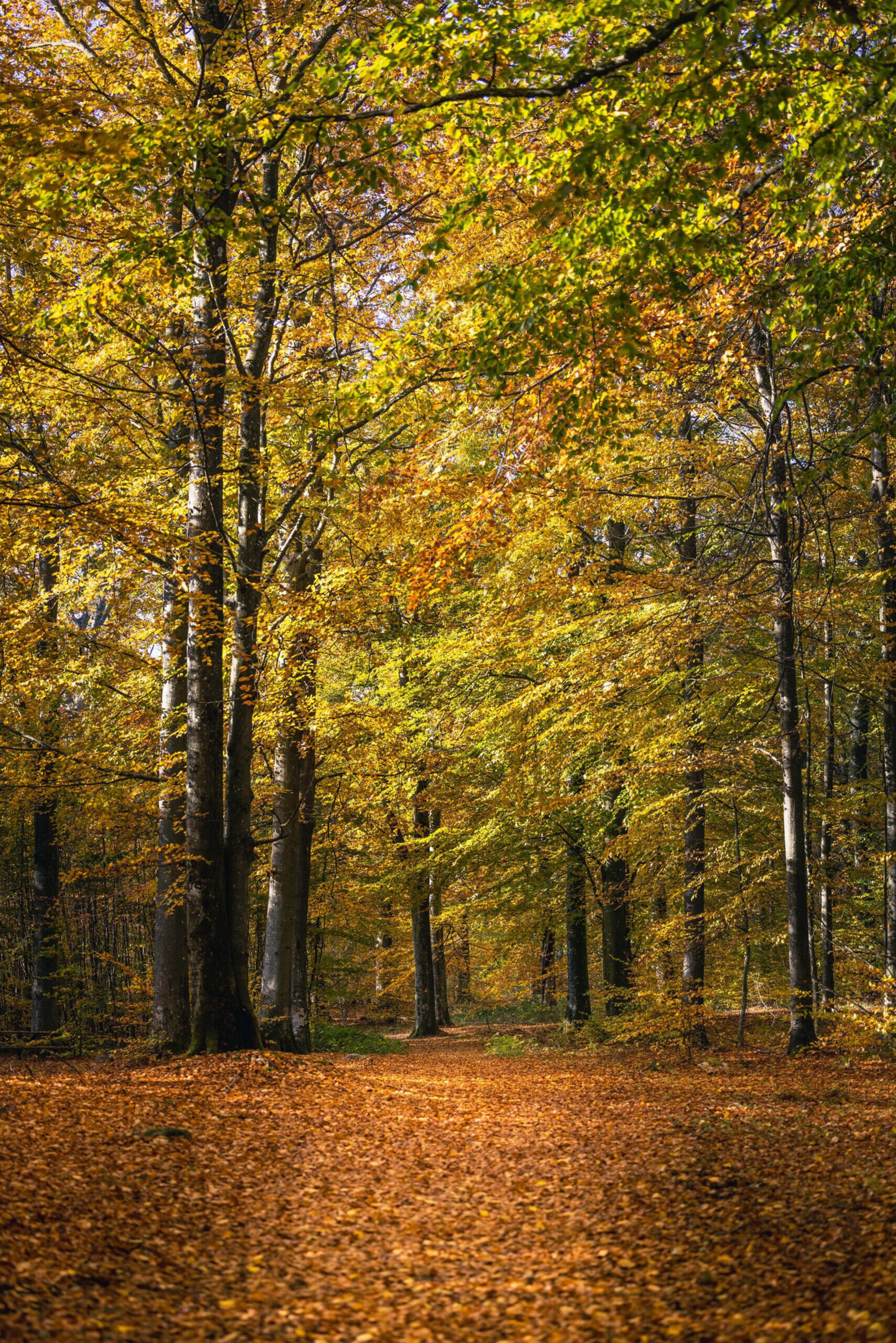 Gyllene löv i en tät bokskog på Kullaberg, där solen silar genom trädkronorna.