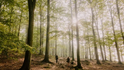 Två personer och en hund vandrar genom den dimmiga bokskogen i Skäralid, badande i mjukt ljus.