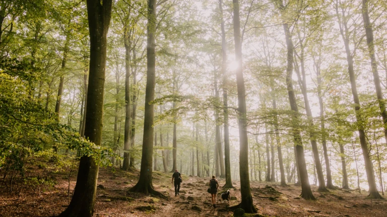 Två personer och en hund vandrar genom den dimmiga bokskogen i Skäralid, badande i mjukt ljus.