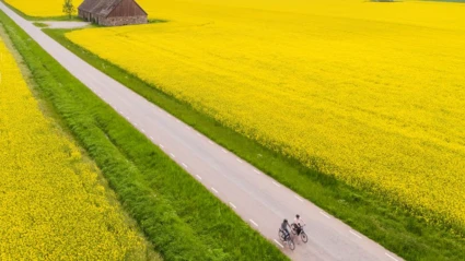 Ett vidsträckt rapsfält breder ut sig under klar himmel, med en rak landsväg där två personer cyklar förbi en gammal lada.
