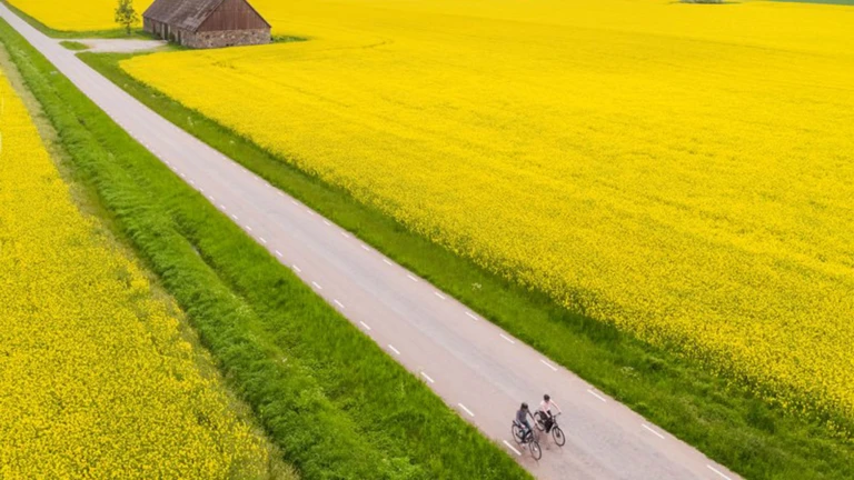 Ett vidsträckt rapsfält breder ut sig under klar himmel, med en rak landsväg där två personer cyklar förbi en gammal lada.