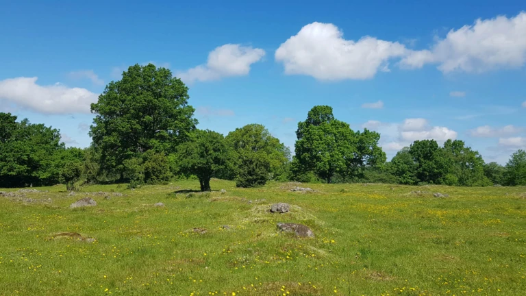 Öppen hagmark täckt av gräs och blommor med gamla ekar som reser sig mot en klar sommardag.