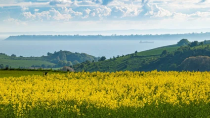 Ett färgstarkt landskap med blommande rapsfält som sluttar mot havet och horisonten i fjärran.