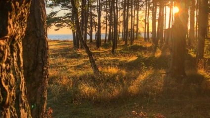 Solens varma ljus silas genom trädstammarna i en lugn skog intill havet en sen sommarkväll.