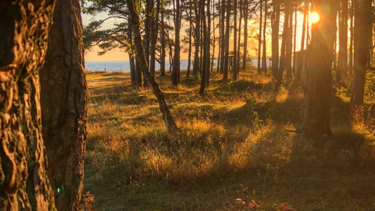 Solens varma ljus silas genom trädstammarna i en lugn skog intill havet en sen sommarkväll.