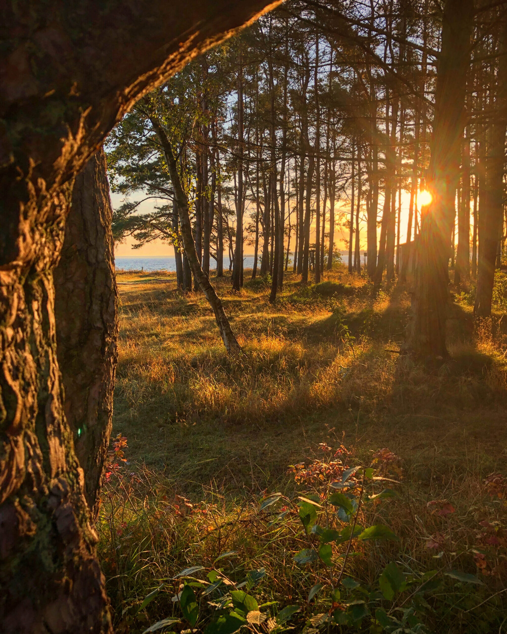 Solens varma ljus silas genom trädstammarna i en lugn skog intill havet en sen sommarkväll.