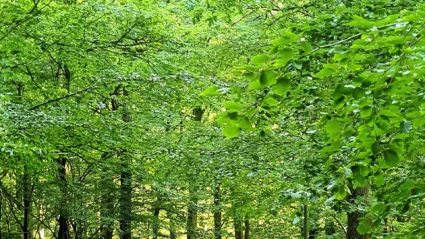 En stillsam vandringsstig slingrar sig genom Uggleskogen i Perstorp, där solljuset silas mjukt genom lövverket.