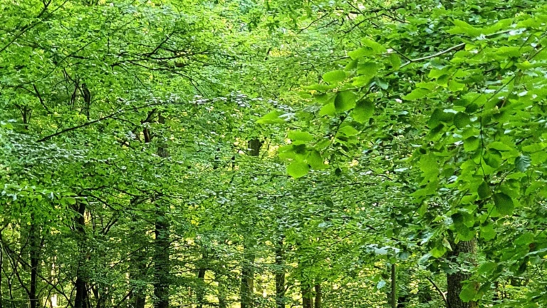 En stillsam vandringsstig slingrar sig genom Uggleskogen i Perstorp, där solljuset silas mjukt genom lövverket.