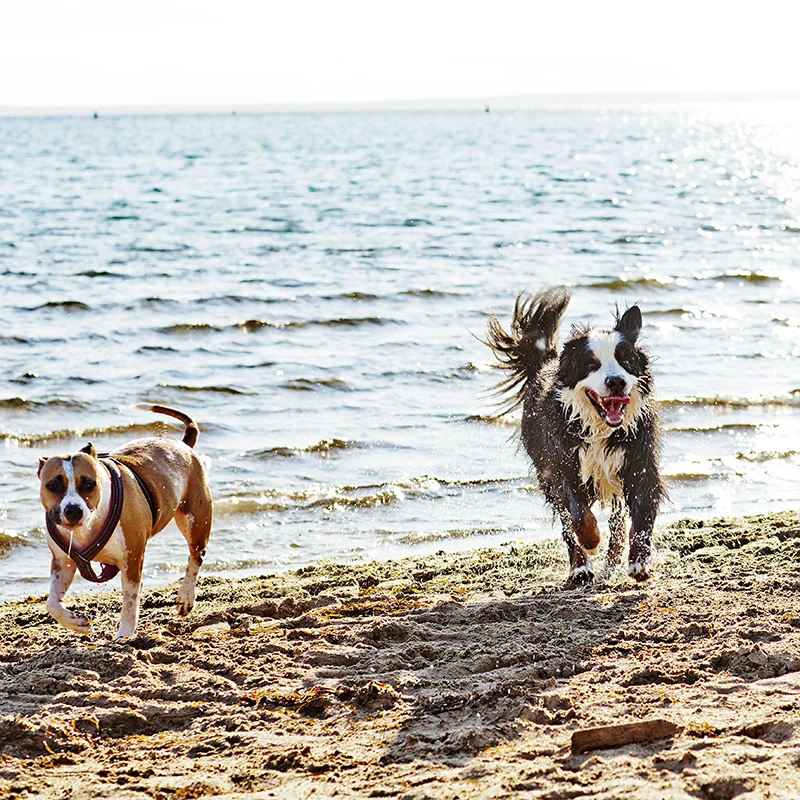 Två hundar springer på sandstrand.