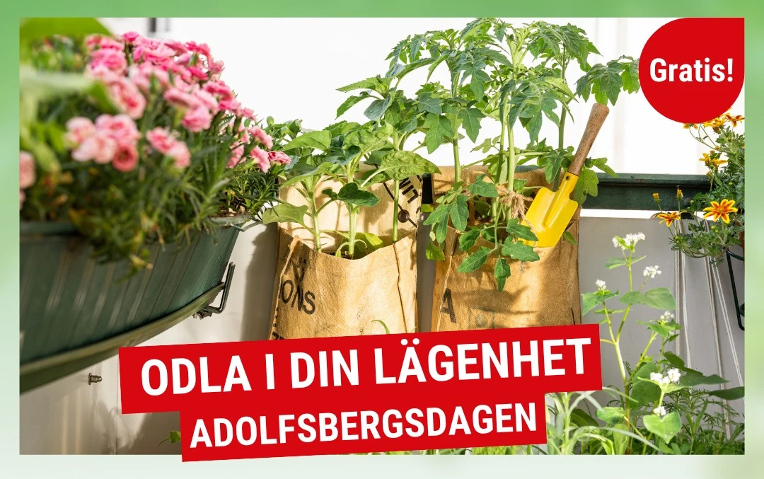 Blommor och kryddor i odlingspåsar.