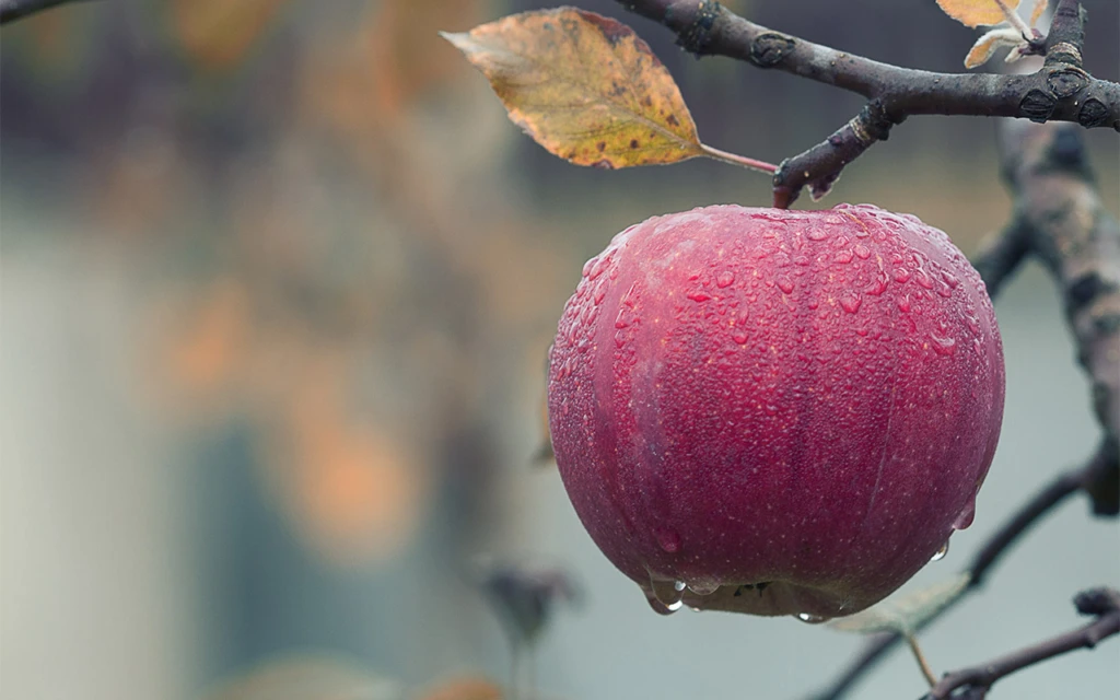 Äpple - hållbar utveckling