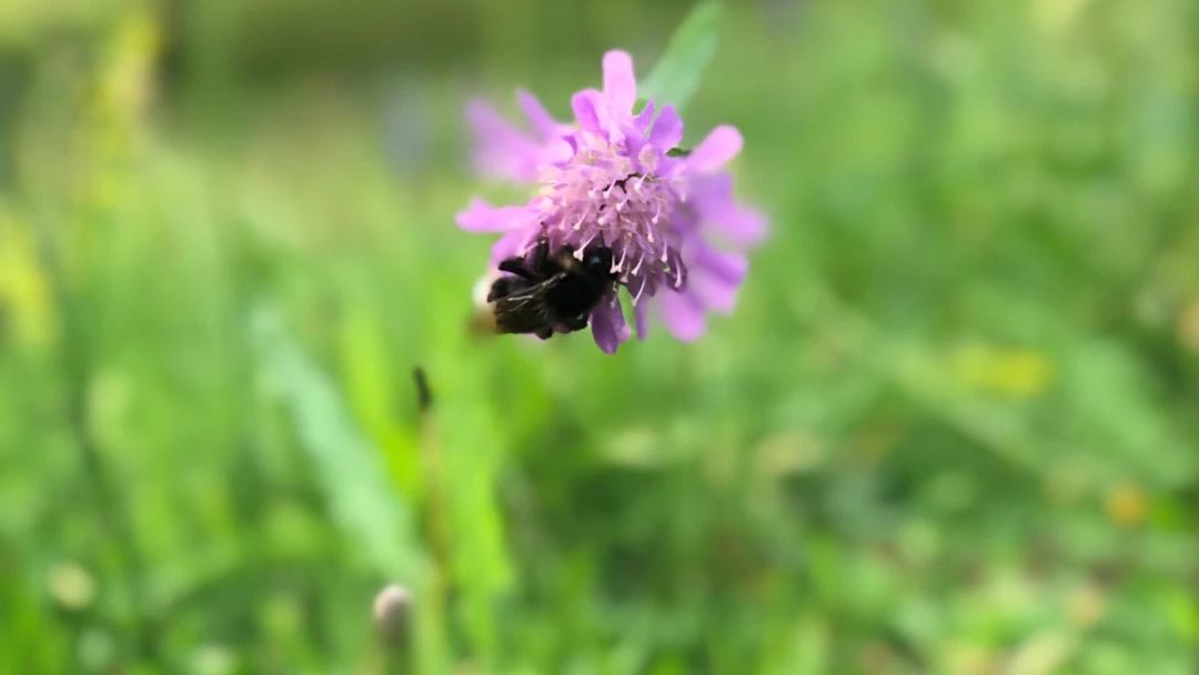 en humla på en blomma