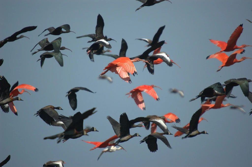 ibis fåglar som flyger