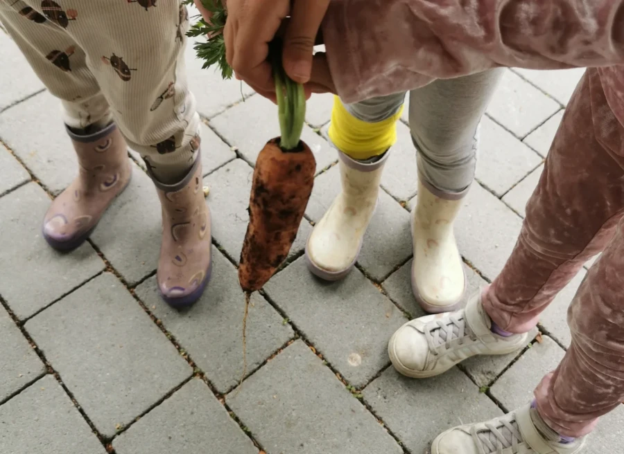 I bild syns tre par fötter med stövlar. Fötternas ägare håller upp en jordig morot framför kameran.