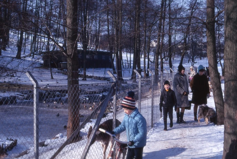 Vinter i park med ett rådjur bakom stängsel