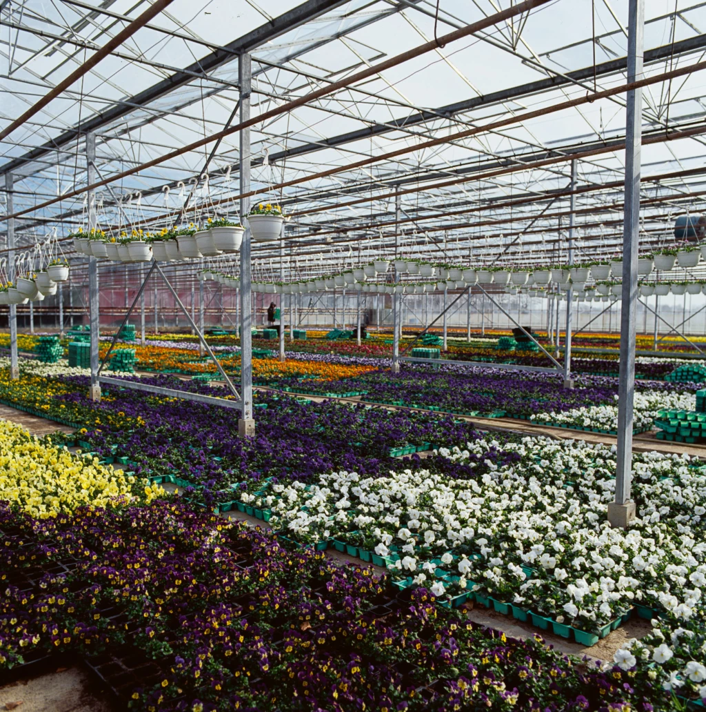 Växthus med blommor.