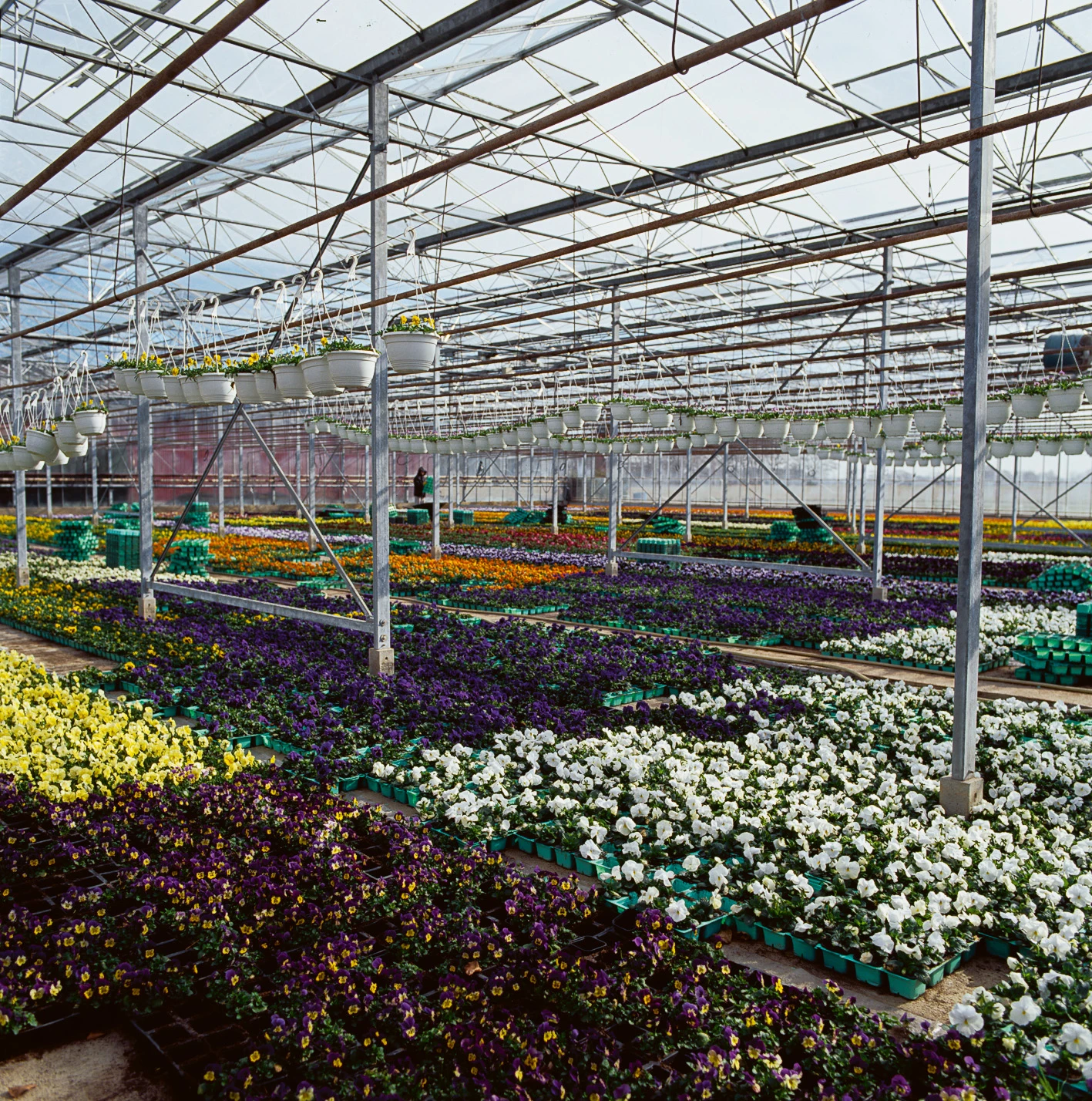 Växthus med blommor.