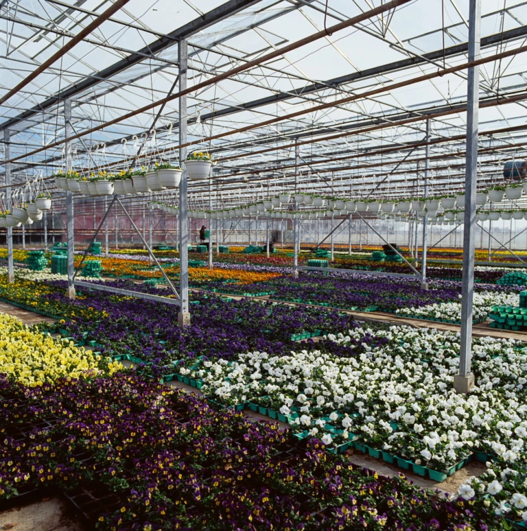 Växthus med blommor.