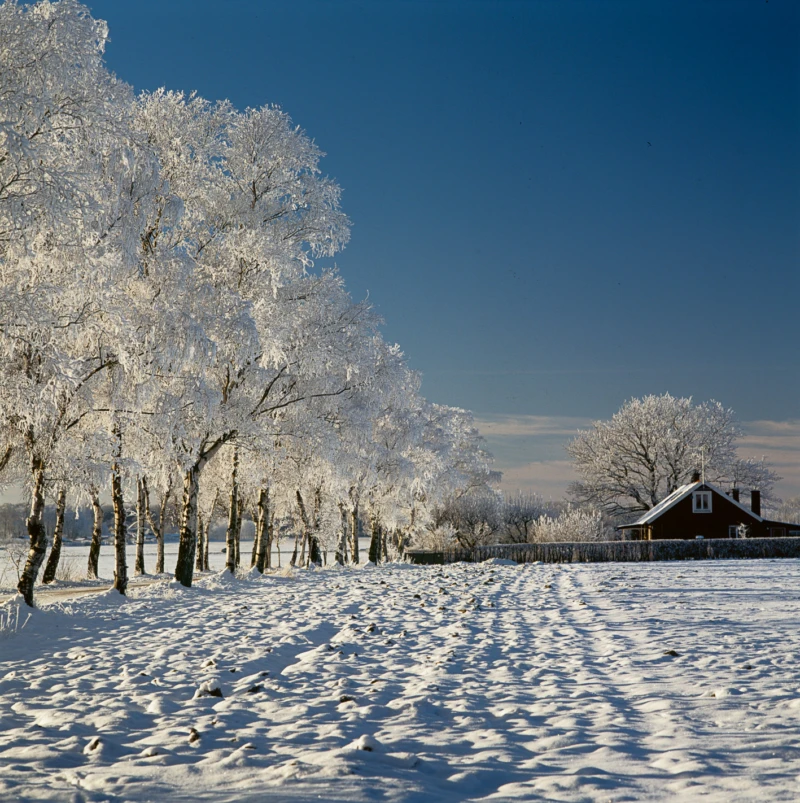 Allén vid Gyhults gård.