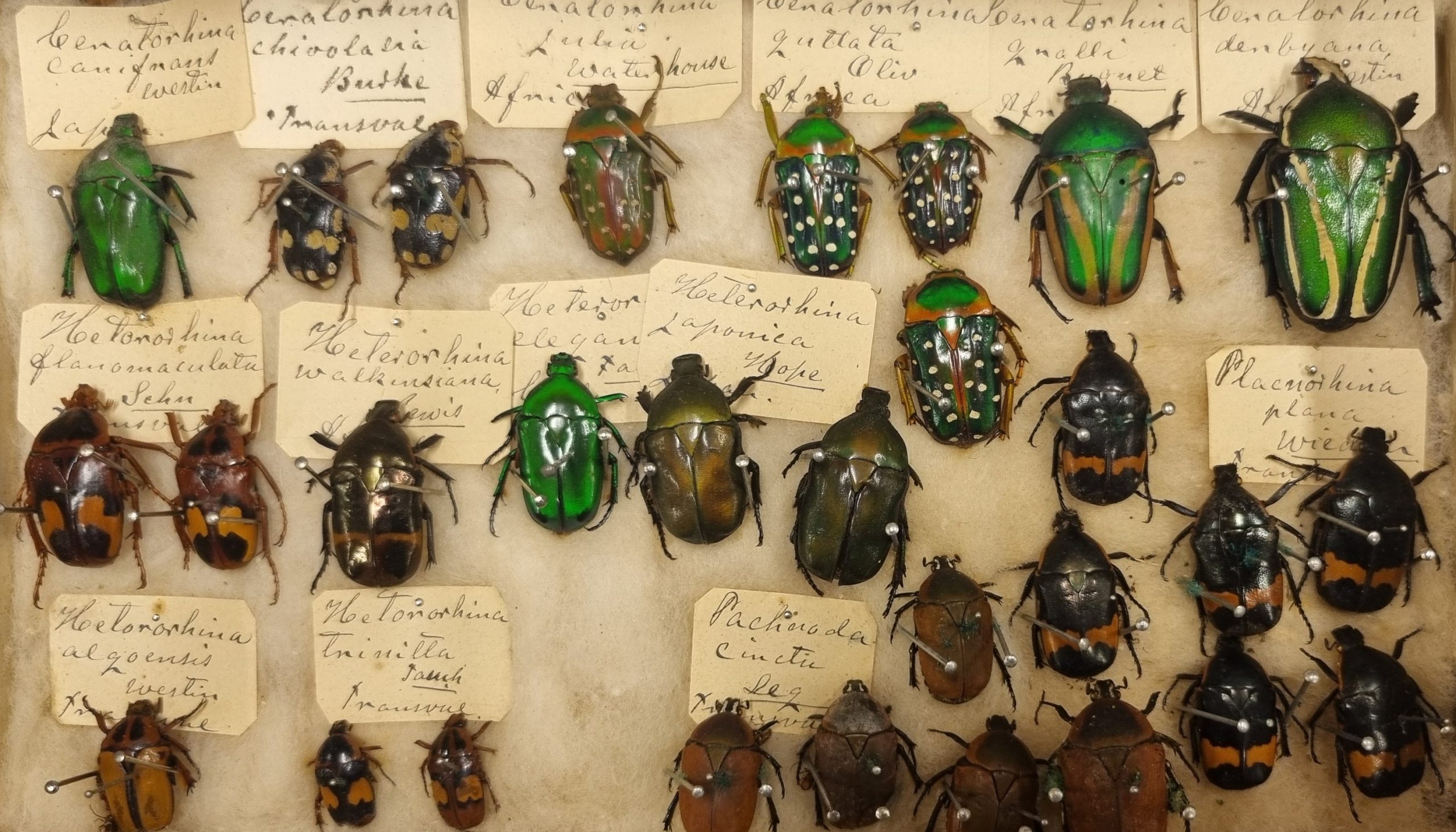 Skalbaggar, Lamellicornia, ur Cecilia Anderssons samling, Helsingborgs museum.