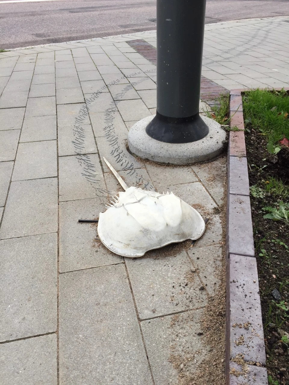 Skulptur i form av en dolksvans bredvid en lyktstolpe.