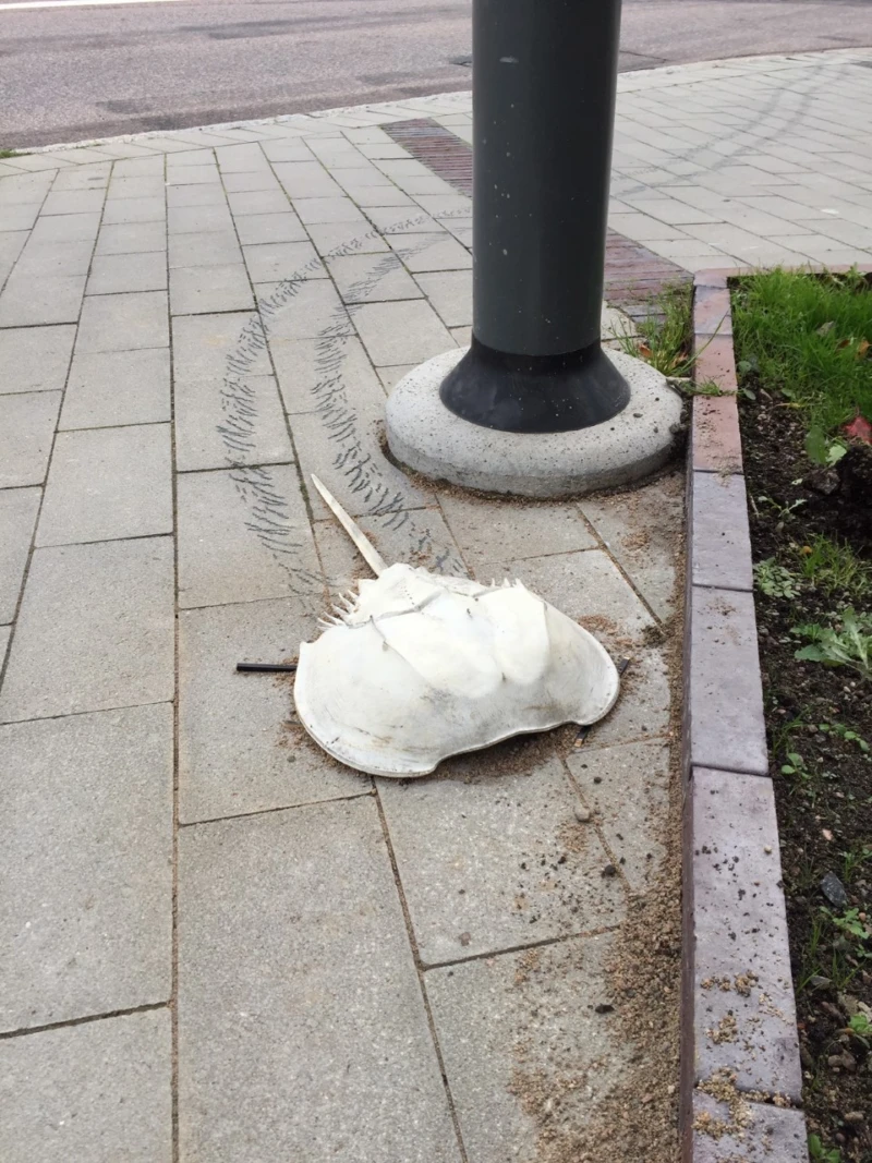 Skulptur i form av en dolksvans bredvid en lyktstolpe.