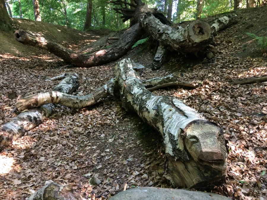 Väsendalen i Drömskogen är en lekvänlig och kreativ plats!