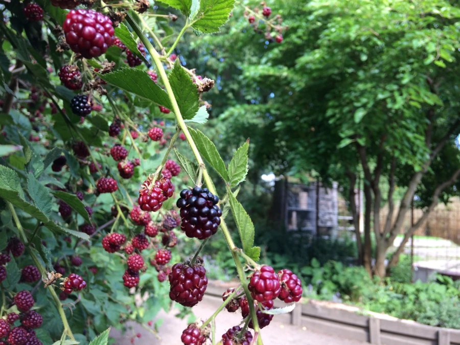 Frukt, grönsaker och växter som lockar våra insekter fyller vår fina trädgård.