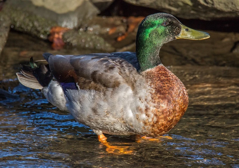 Gräsanden är lätt att känna igen! Foto: Widar Narvelo