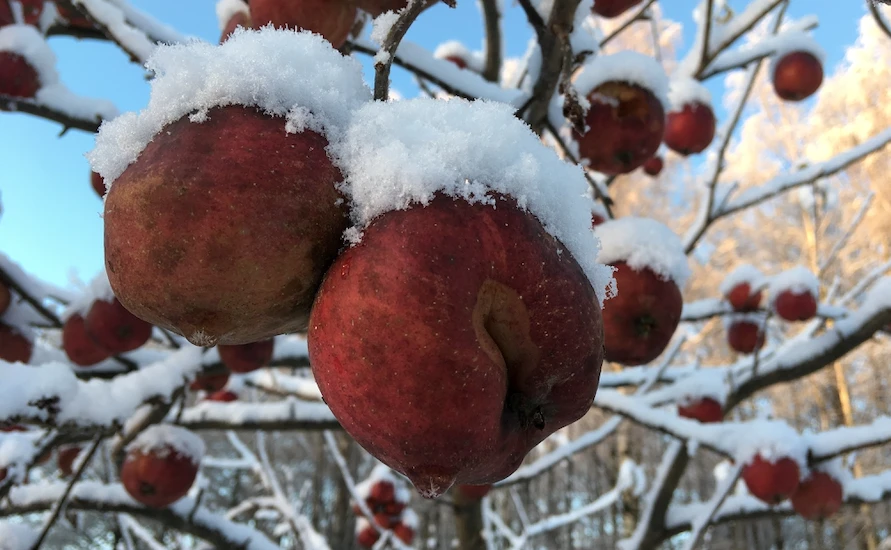 Vi håller tummarna för att det kan falla några små flingor i jul. Snön packar in världen på ett vackert sätt, precis som dagens presentpåsar. Foto: Caroline Sjunner