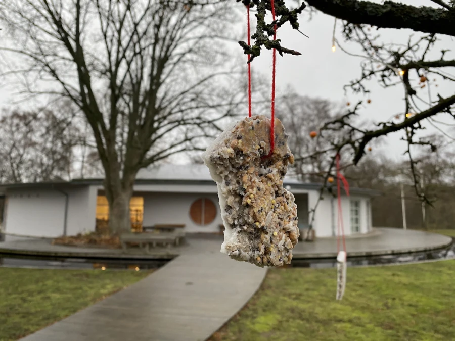 Ekologiska fågelfrön blandat med smält kokosfett. Häng upp i träden och bjud fåglarna på käk. Har du ett äppleträd så kan några äpplen sitta kvar, mums för grönfink och koltrast! Foto: Caroline Sjunner