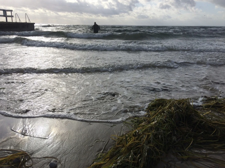 Alla väder är bra väder för ett besök vid havet. Ålgräs är tecken på friskt hav. Marinbiolog Tony vadar ut för att undersöka livet i Öresund. Foto: Caroline Sjunner