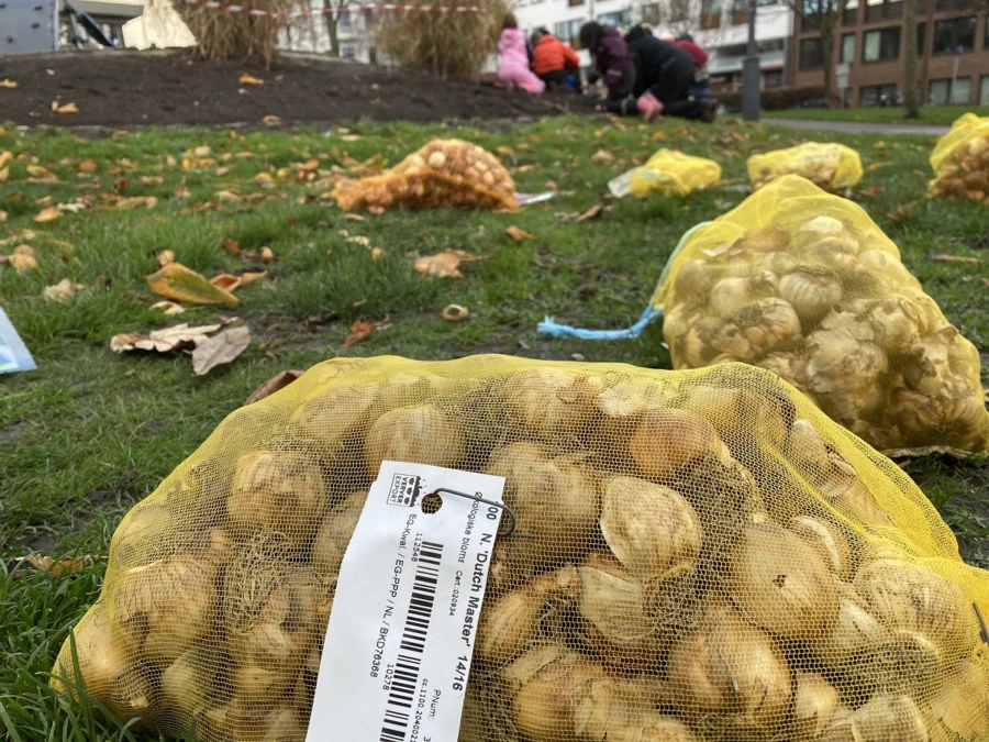 Varje höst planteras tusentals vårlökar i staden. Här bild från årets plantering i Barnens rabatt i stadsparken.