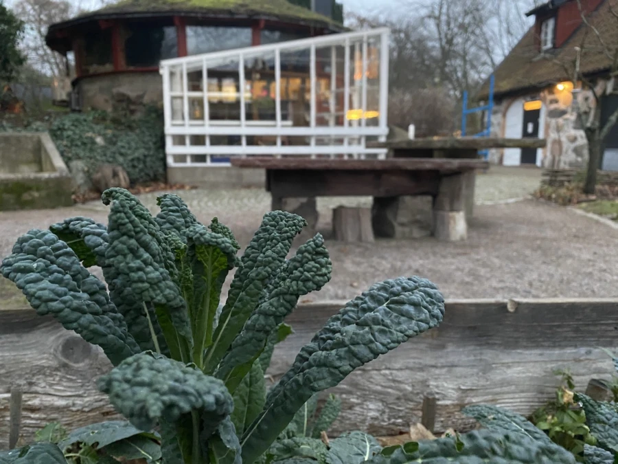 Svartkål, eller Palmkål, används som Grönkål och passar bra med parmesanost och vitlök. I Italien är den en populär gröda. Trivs också bra här i Sverige, även efter någon frostnatt. Foto: Caroline Sjunner