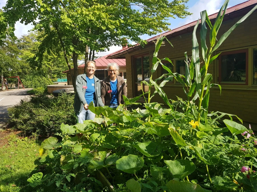 När du anmäler dig till Mera liv på skolgården får du möjligheter att odla och skörda dina egna grönsaker. Bild från Holstagårdsskolan där årskurs 2 har odlat majs, pumpa, malvor mm.