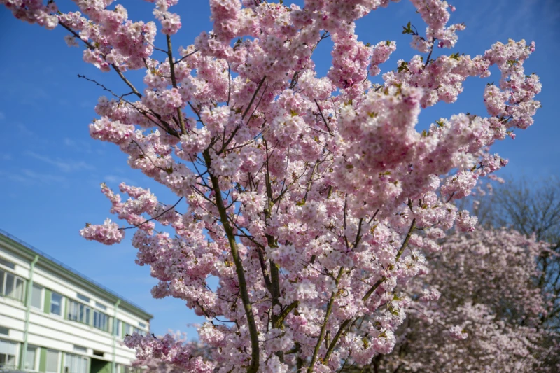 Körsbärsblomning på Drottninghög