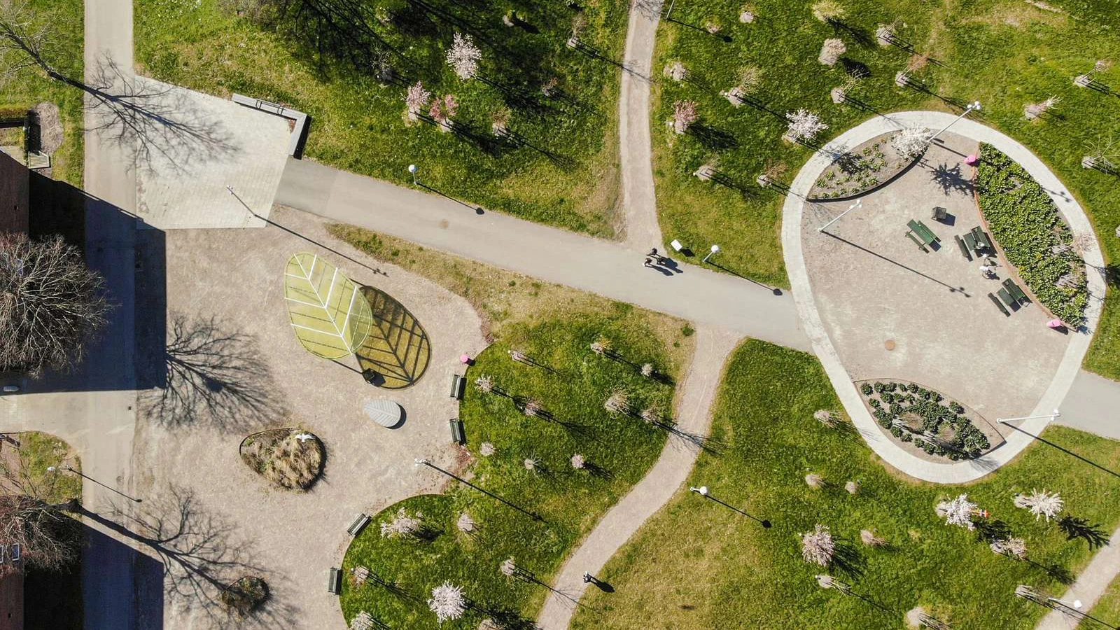 Grönskande körsbärslunden från ovan.