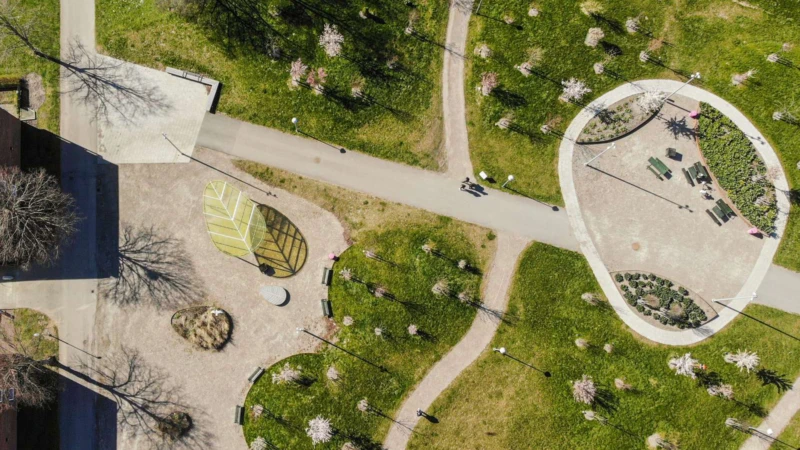 Grönskande körsbärslunden från ovan.