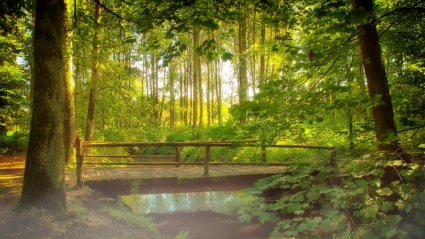 Träbrygga går över en bäck, mitt i en grönskande skog.