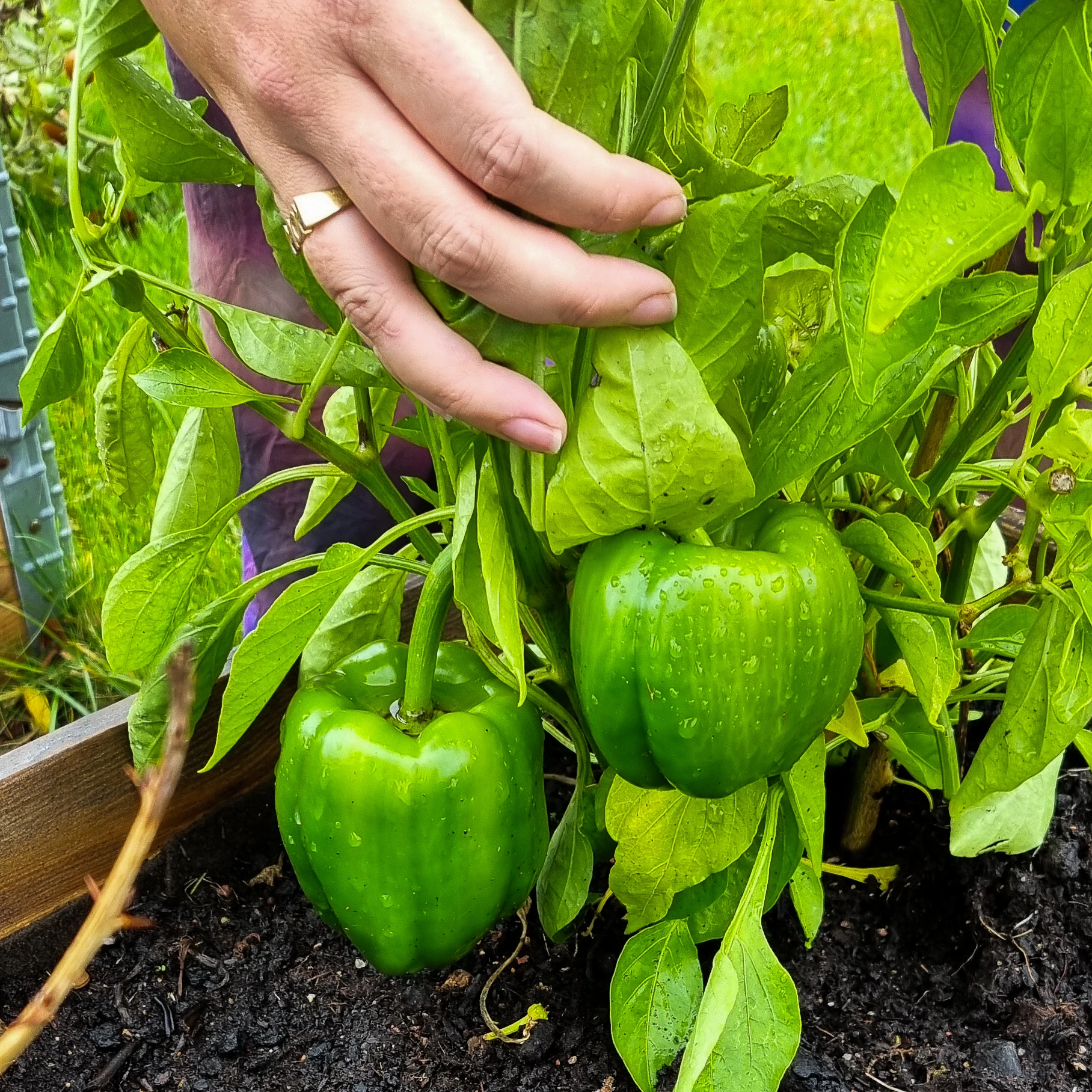 Odling med paprika på Blidögatan