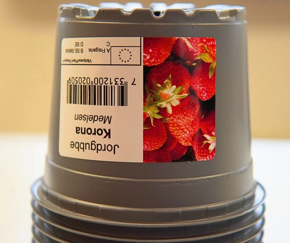 Jordgubbskruka på Garnisonen