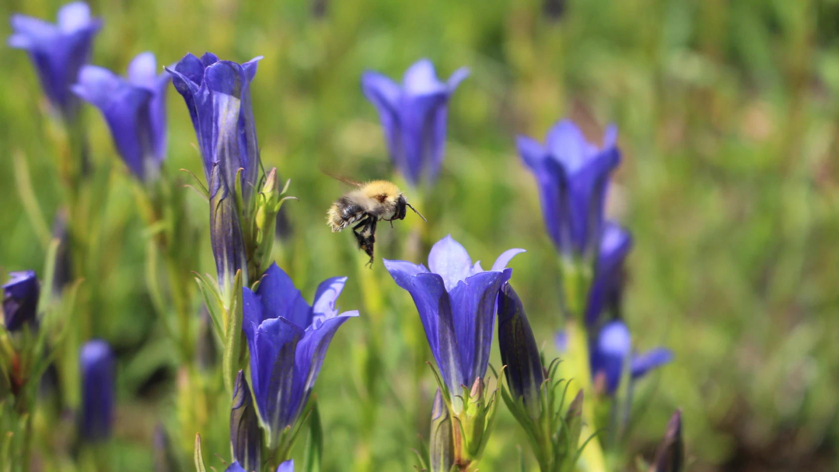 Klockgentiana