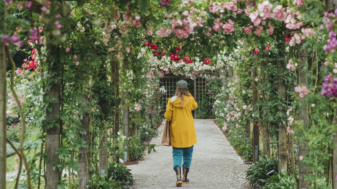 Kvinna går genom en spalje av rosor