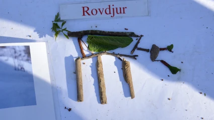Ett rovdjur av pinnar och löv på ett vitt papper.