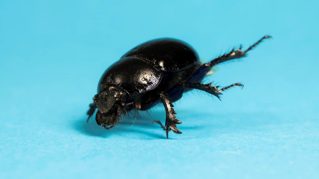 Det vackra med skörhet