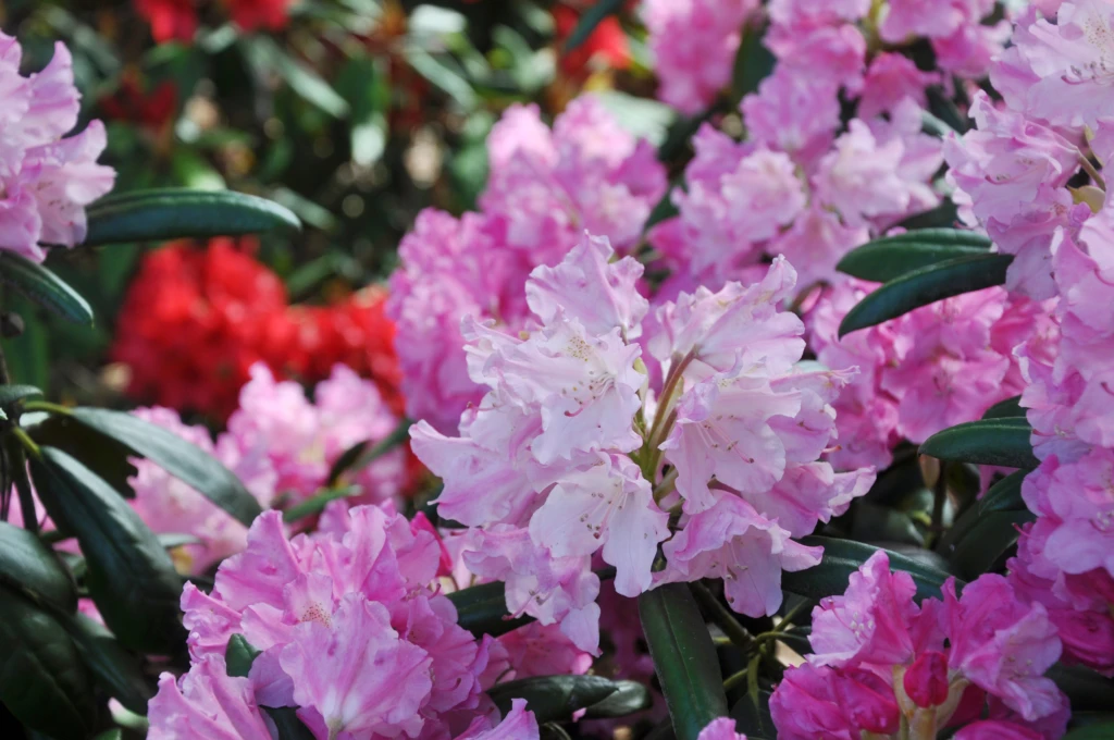 Rosa rhododendron