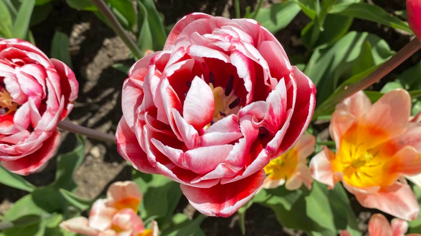 Tulip