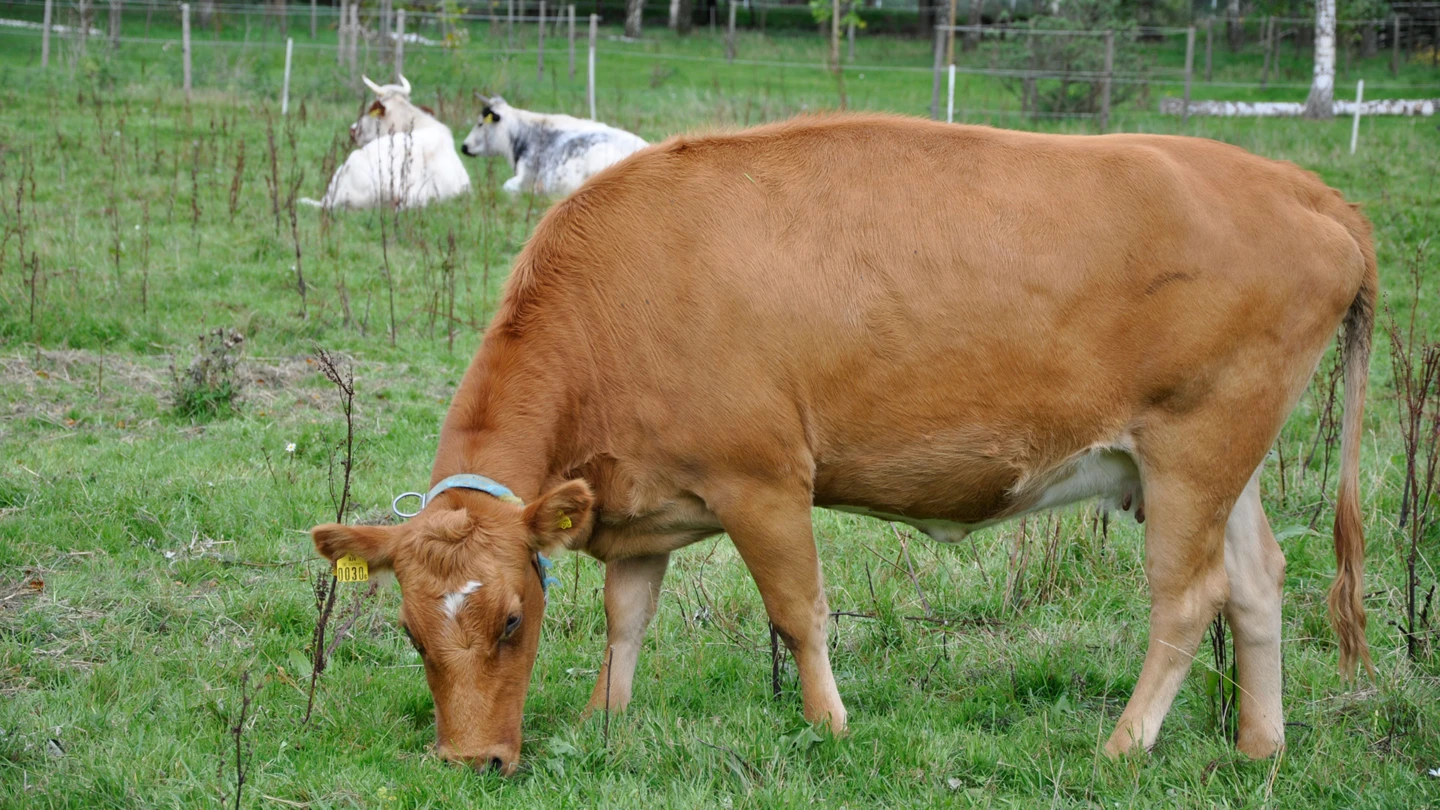 Foto: Katarina Fagerström