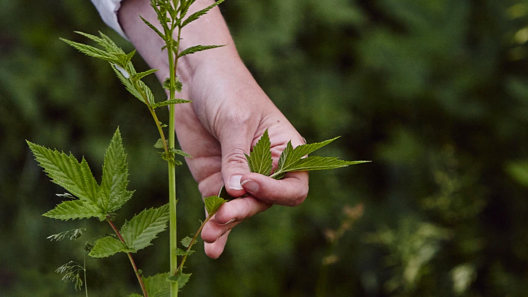 Hand som plockar blad