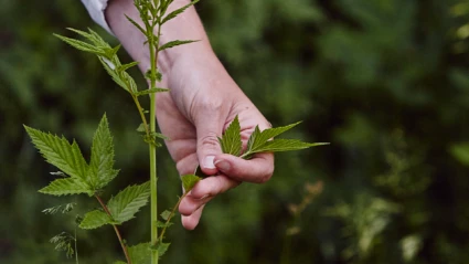 Hand som plockar blad